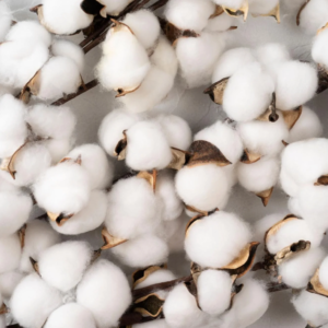 What’s So Great About Extra-Long Staple Cotton?