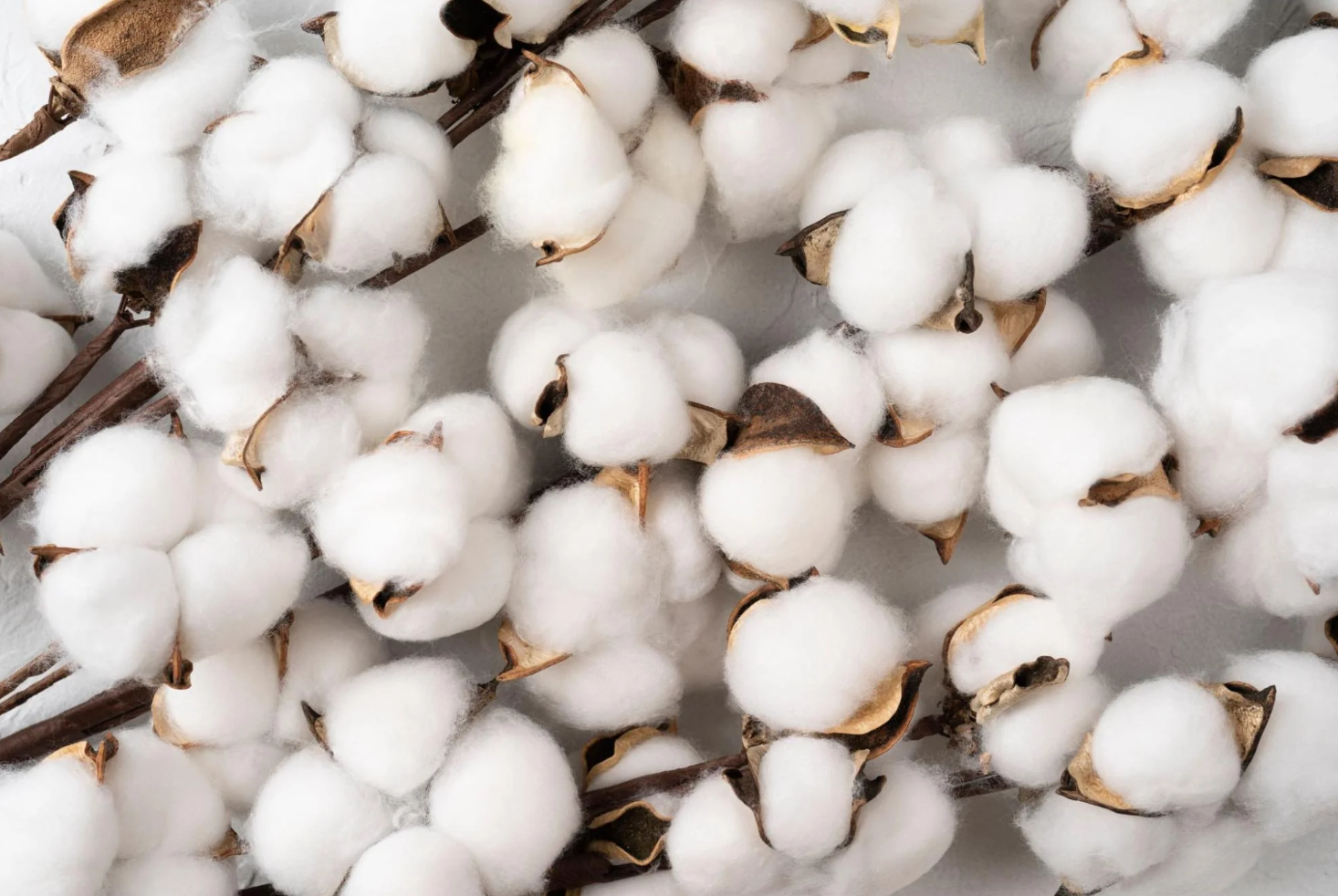 What’s So Great About Extra-Long Staple Cotton?