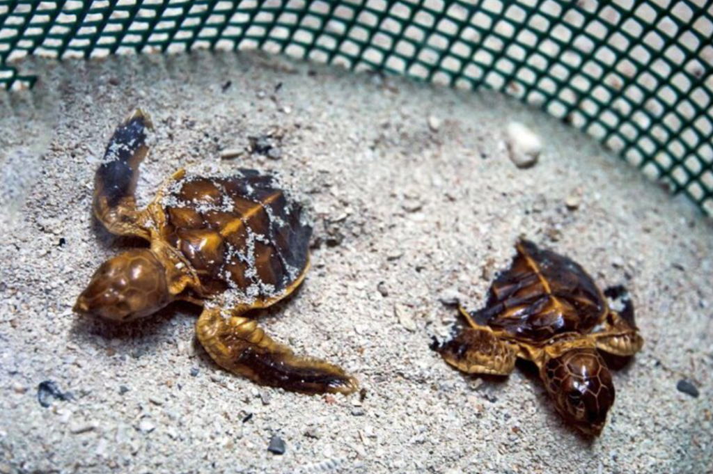 turtle sdas