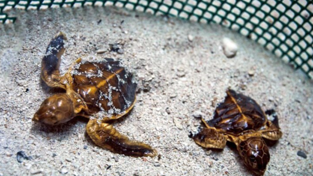 turtle sdas