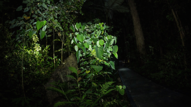 cairns botanical vsdd asds asd