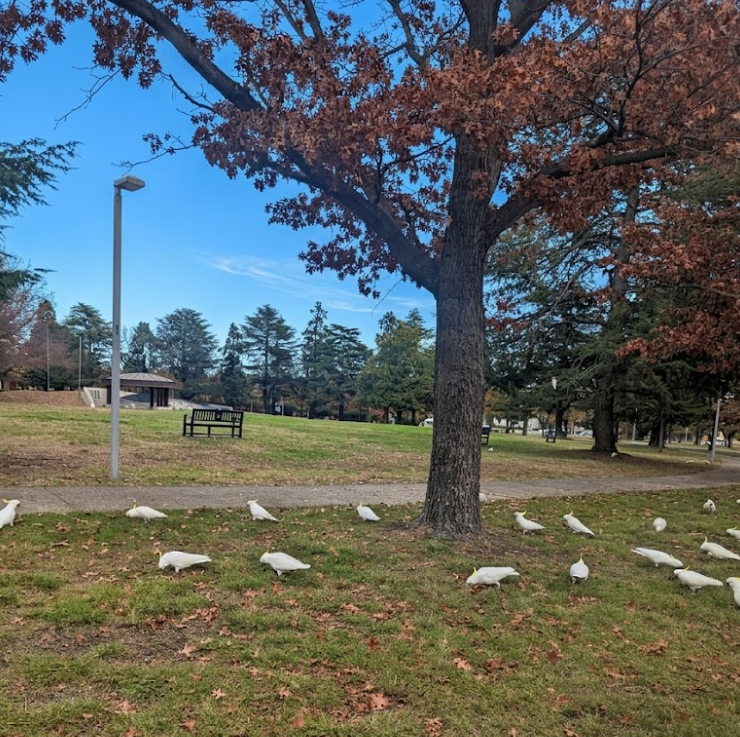 canberra sdcvxcvds
