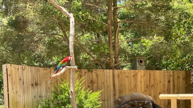 currumbin cvfc dsfds gdg vdf
