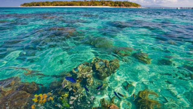 green island da csdfds
