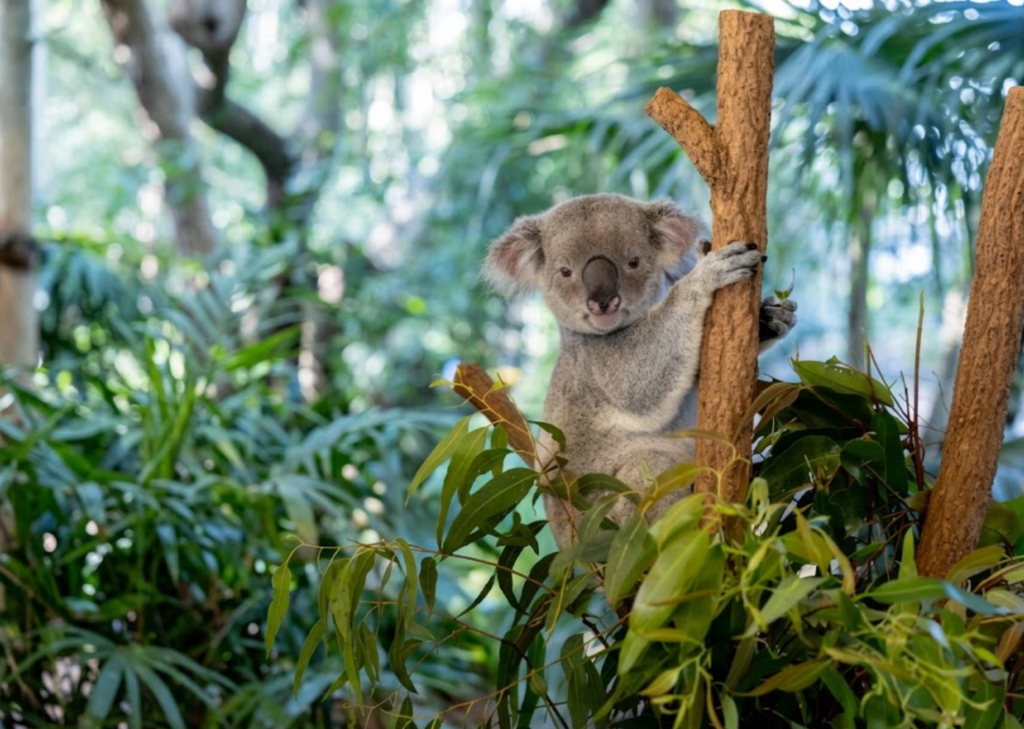 koala sanctuary