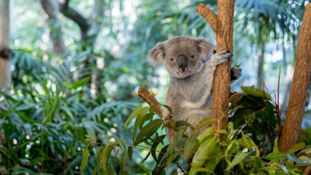 koala sanctuary