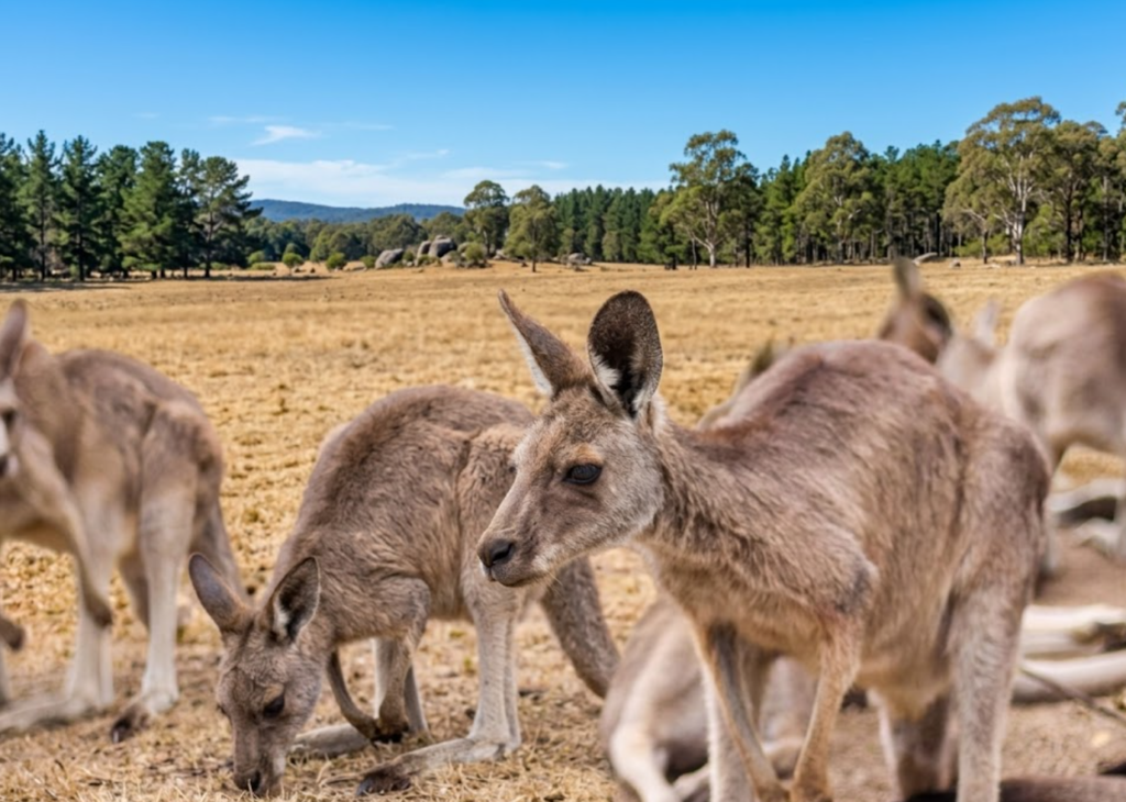 koala sanctuary fdf