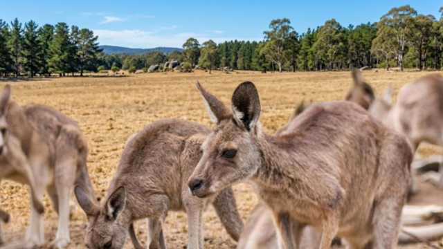 koala sanctuary fdf
