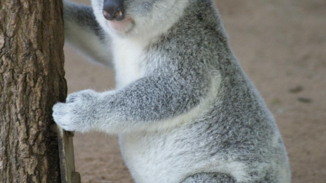 koala sanctuary fdf as dsds