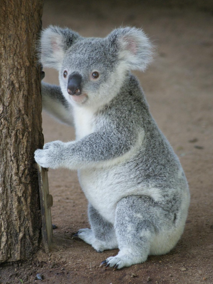 koala sanctuary fdf as dsds