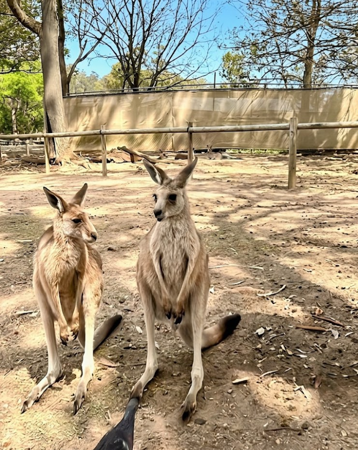 koala sanctuary fdf as