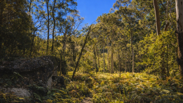 ku-ring-gai national park ddsf fsdfd sdfsd