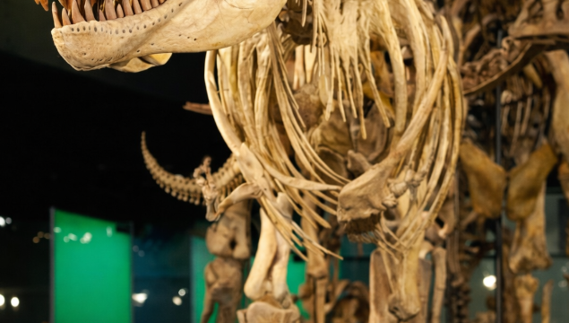 melbourne museum