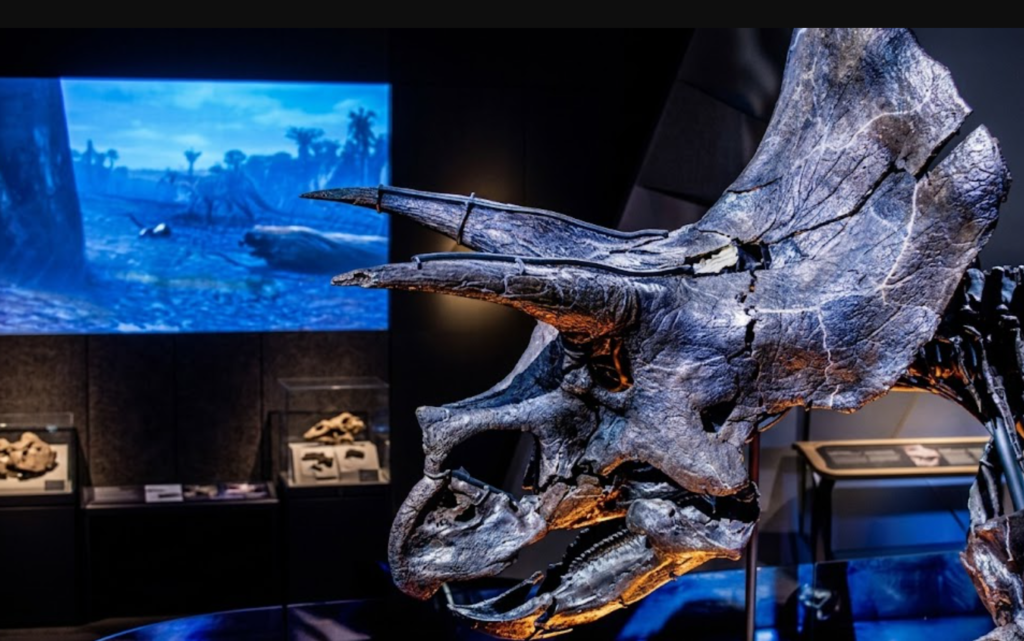melbourne museum sadas