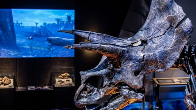 melbourne museum sadas