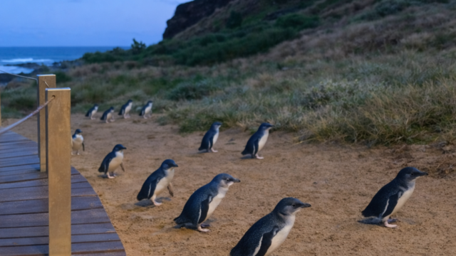 penguin parade sadsa
