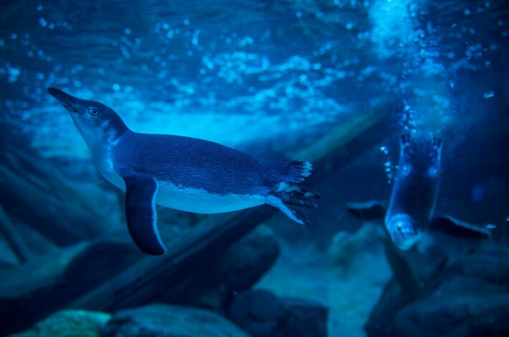 sealife sunshine