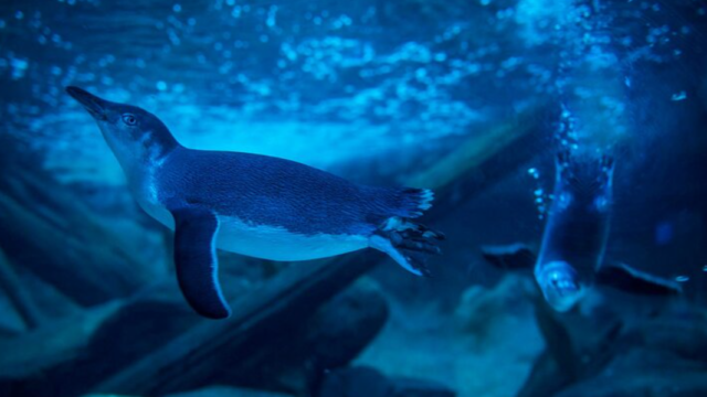 sealife sunshine
