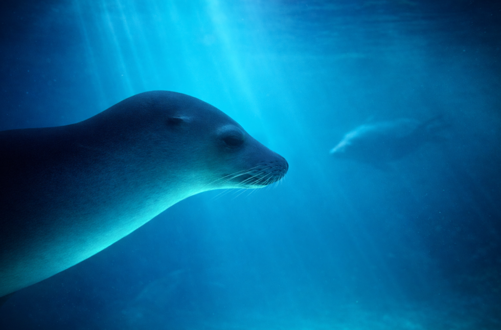 sealife sunshine dds