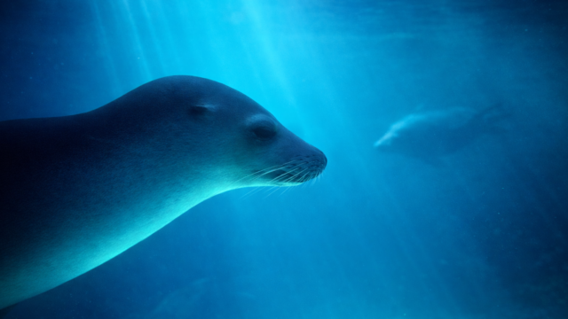sealife sunshine dds