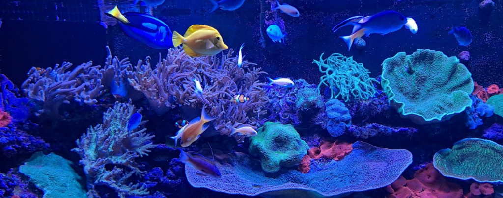 sealife sunshine dds sd