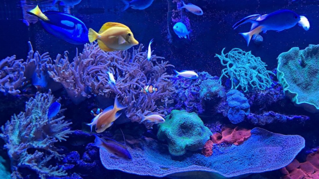 sealife sunshine dds sd
