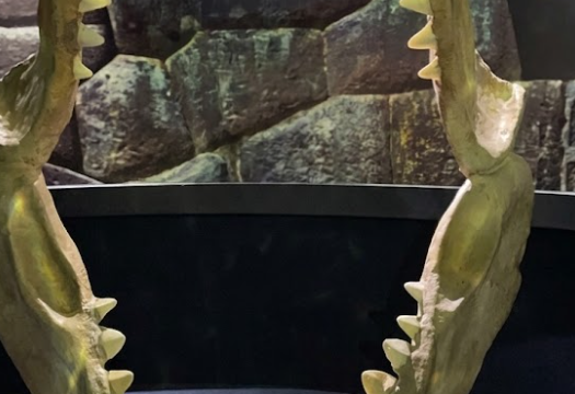 sealife sunshine dds sd daad
