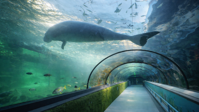 sydney sea life