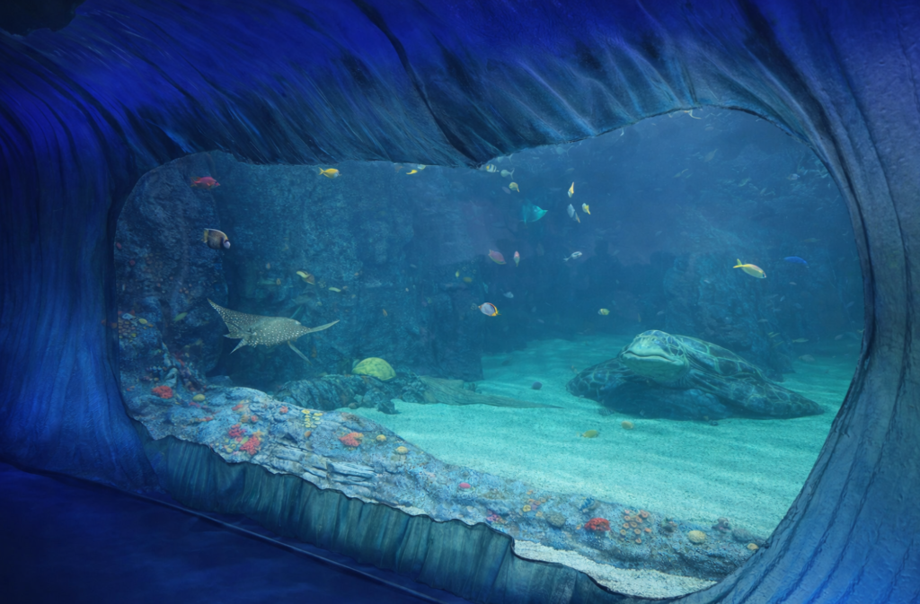 sydney sea life jyj dfs sadas