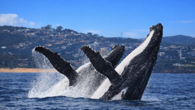 sydney whale watching