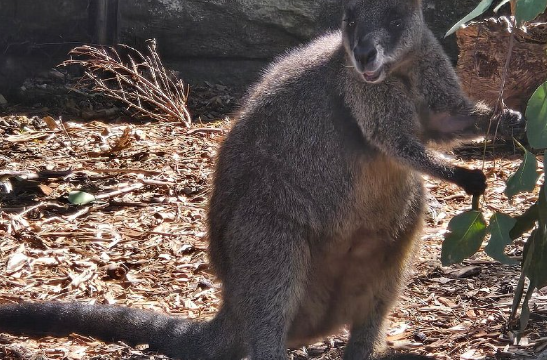 taronga zoo