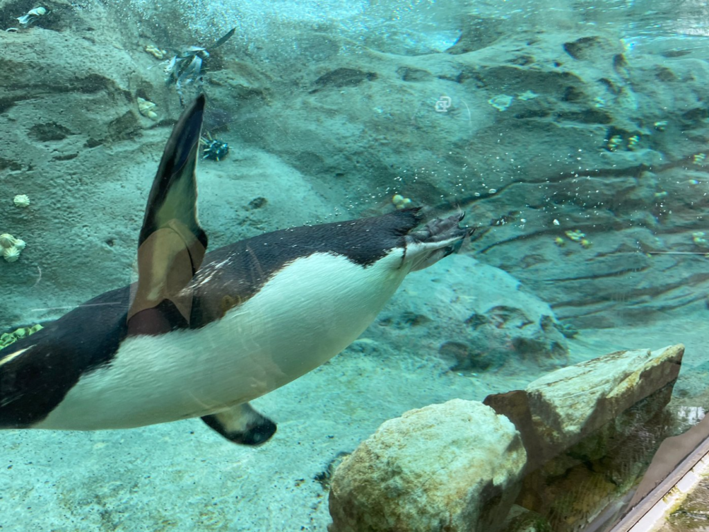 taronga zoo d