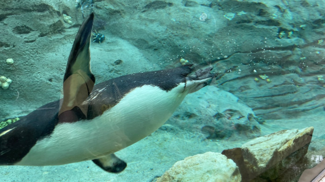 taronga zoo d