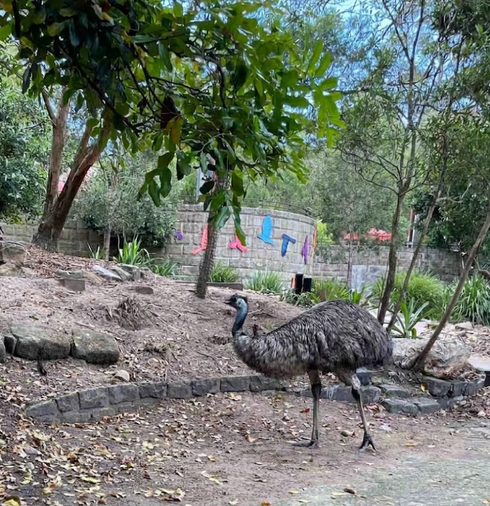 taronga zoo d dfsd