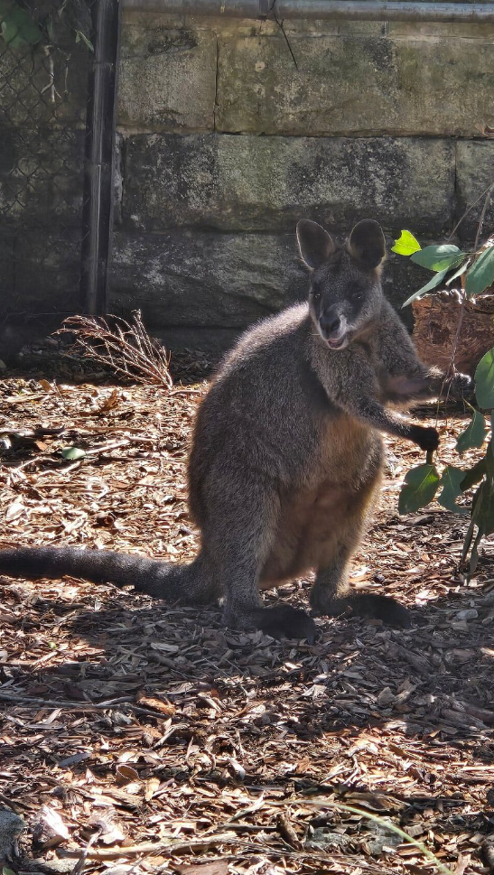 taronga zoo