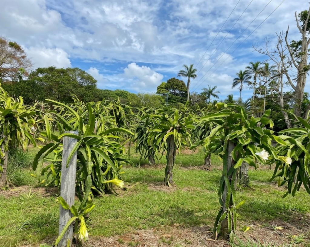 tropical fruit gdfgdf dasds csdfds