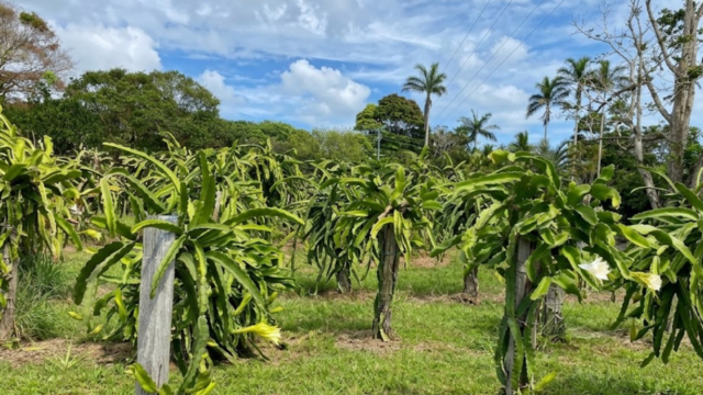 tropical fruit gdfgdf dasds csdfds