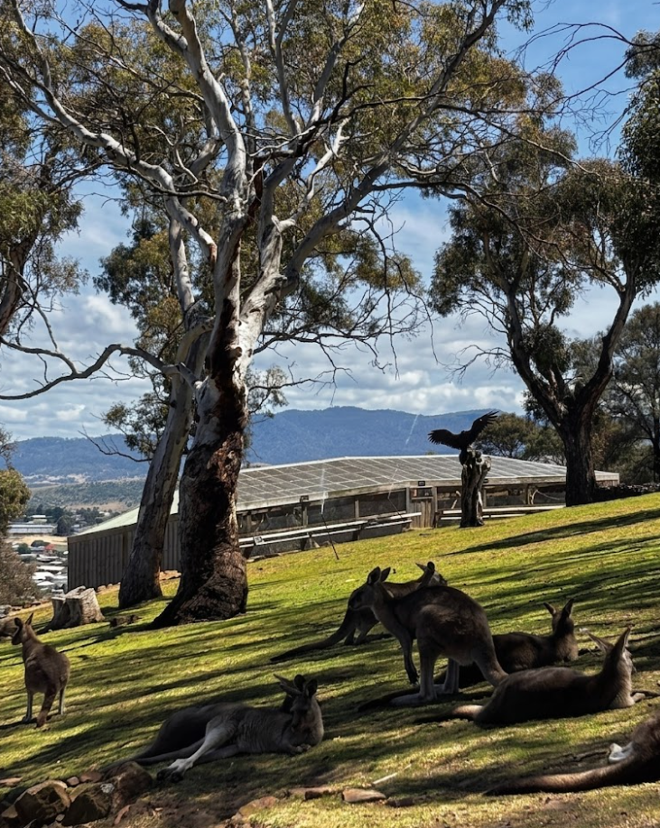 bonorong