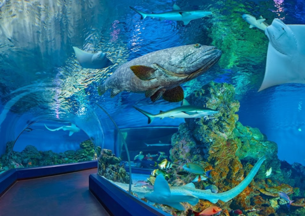 cairns aquarium sasad