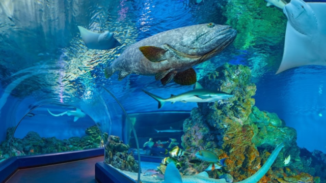 cairns aquarium sasad