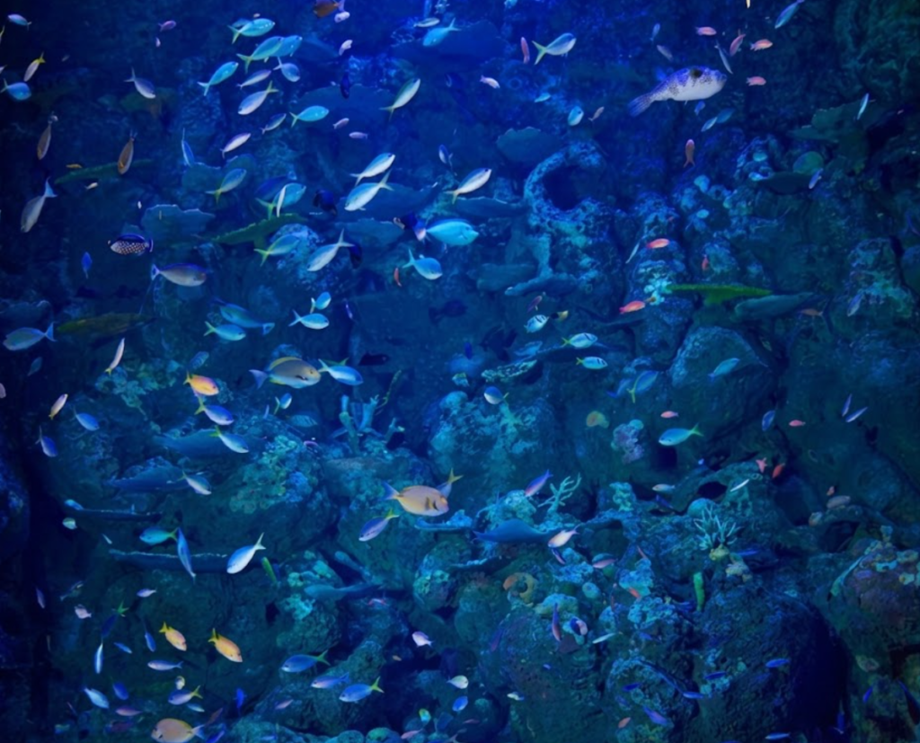 cairns aquarium sasad sdas