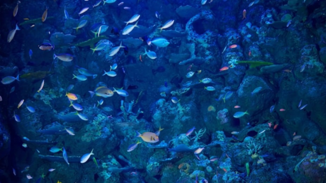 cairns aquarium sasad sdas