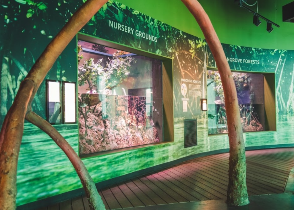 cairns aquarium sasad sdas sasd
