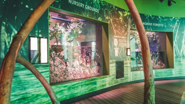 cairns aquarium sasad sdas sasd