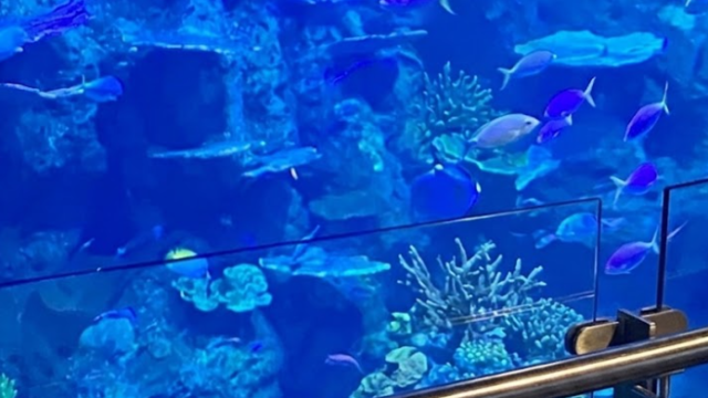 cairns aquarium sasad sdas sasd asdsa