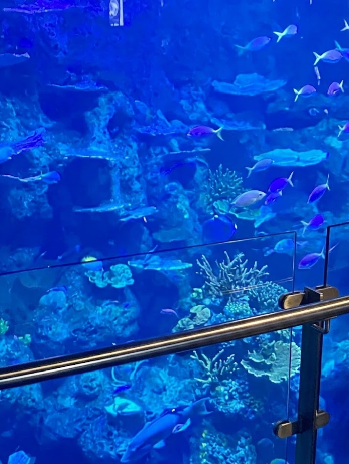 cairns aquarium sasad sdas sasd asdsa