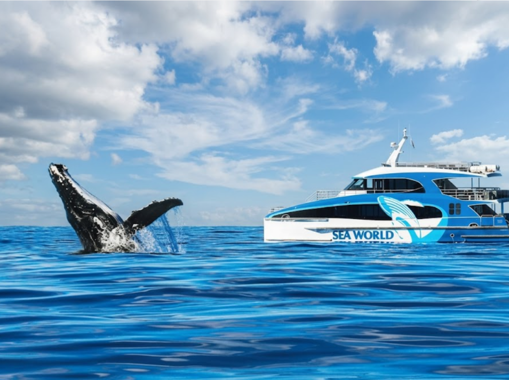 whale watching gold coast