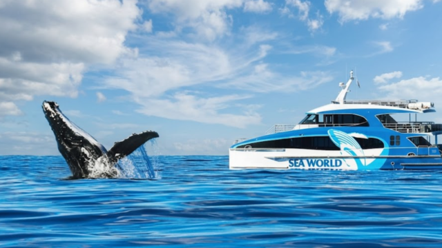 whale watching gold coast