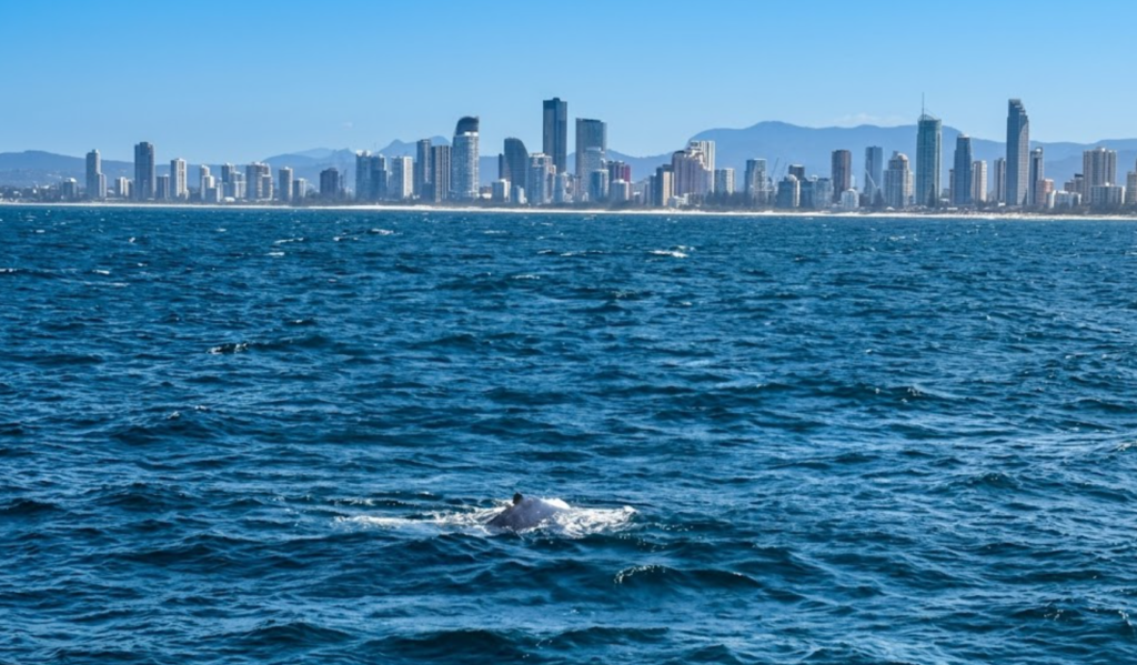 whale watching gold coast vsdfs vdsfsd vdfvdsfs vfdfsd
