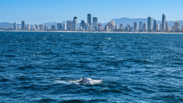 whale watching gold coast vsdfs vdsfsd vdfvdsfs vfdfsd